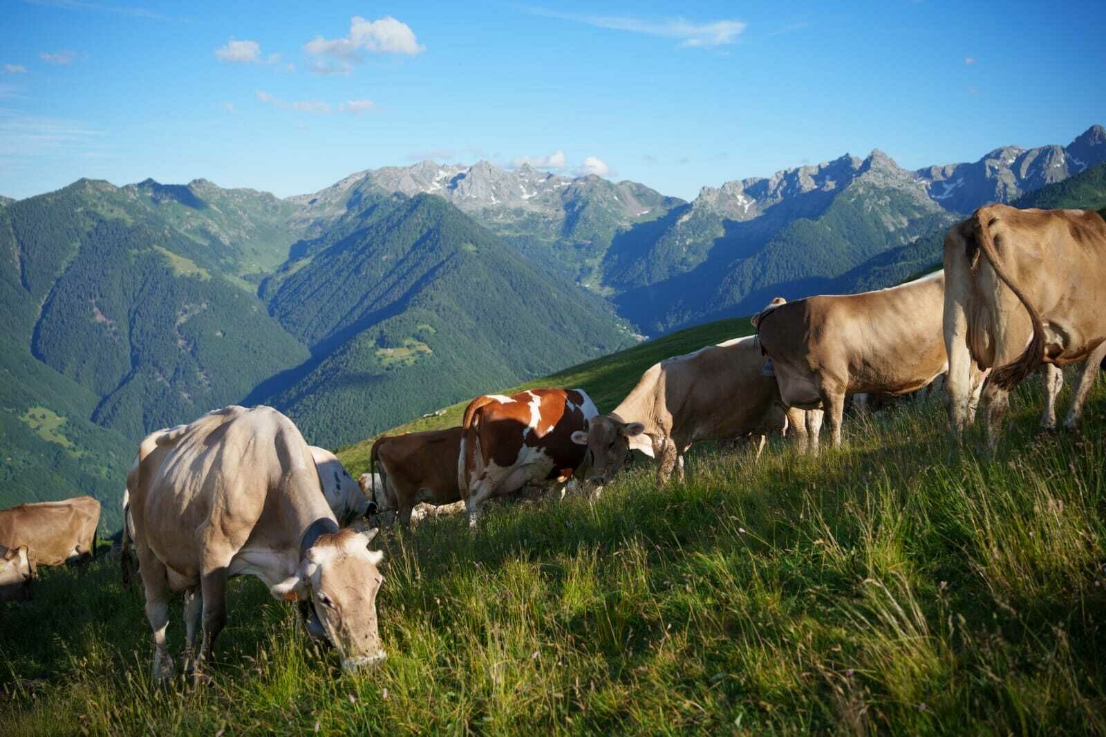 Casaro per un giorno - Experience Valtellina